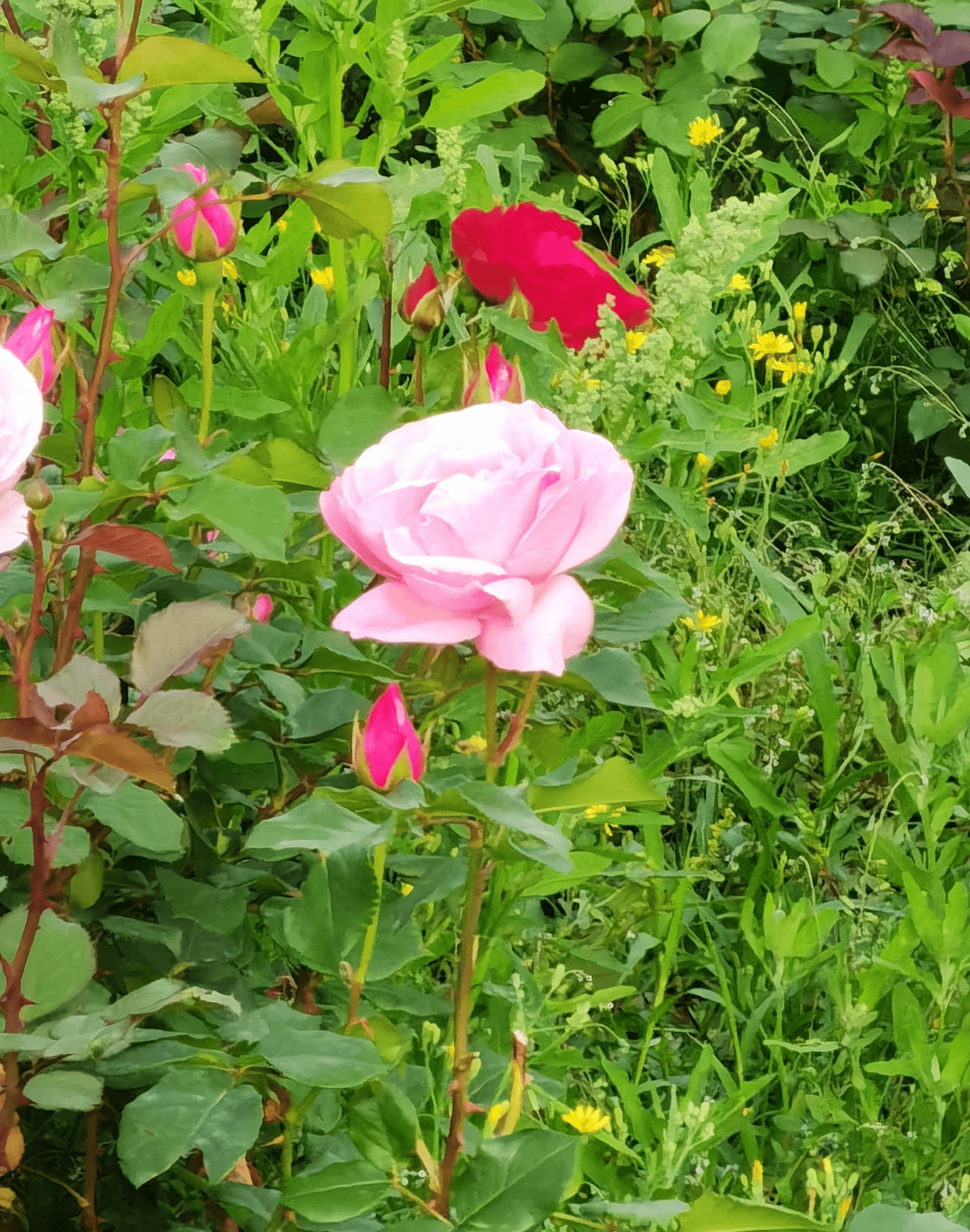 A flower in everyday life